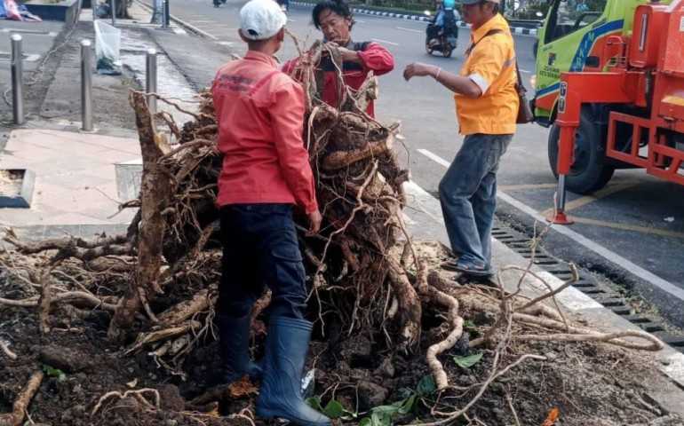 Dalam Semalam, 86 Pohon Tumbang di Semarang Berhasil Ditangani Pemkot
